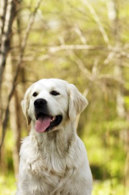 Golden Retriever yaz gün