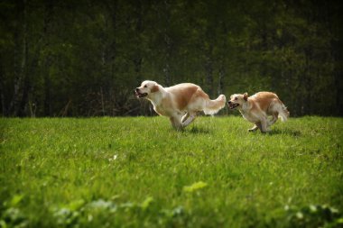 iki köpek Golden Retriever