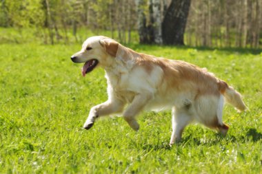 köpek Golden Retriever çalıştırır