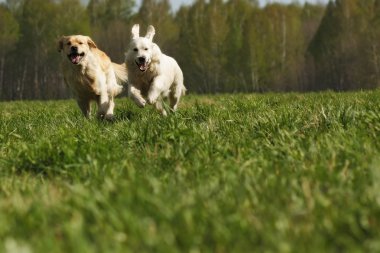 iki köpek Golden Retriever eğlence koşusu