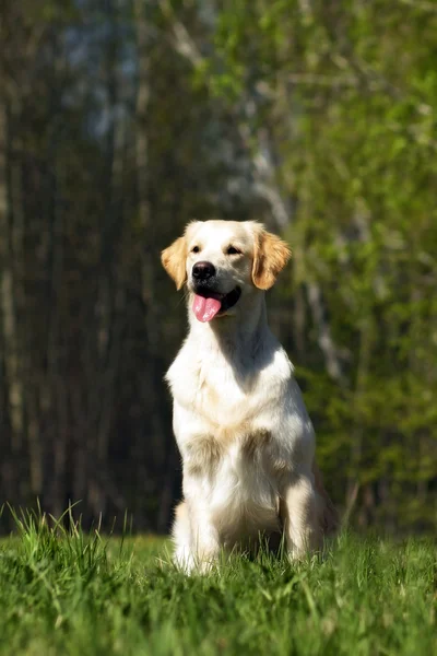 Perro feliz Golden Retriever — Foto de Stock