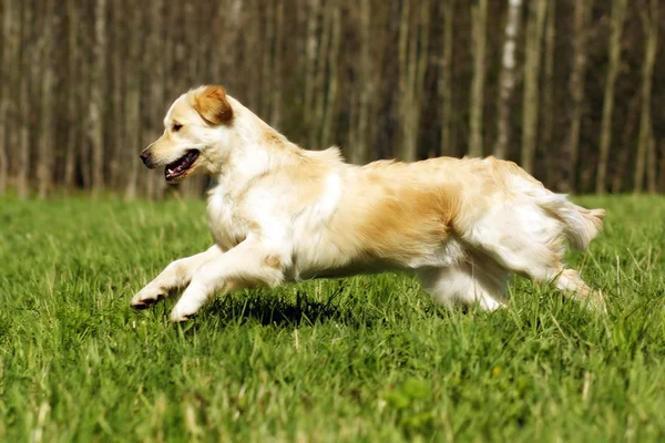 Joven perro feliz Golden Retriever corre —  Fotos de Stock