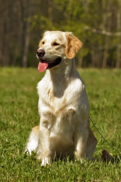 Perro feliz Golden Retriever — Foto de Stock