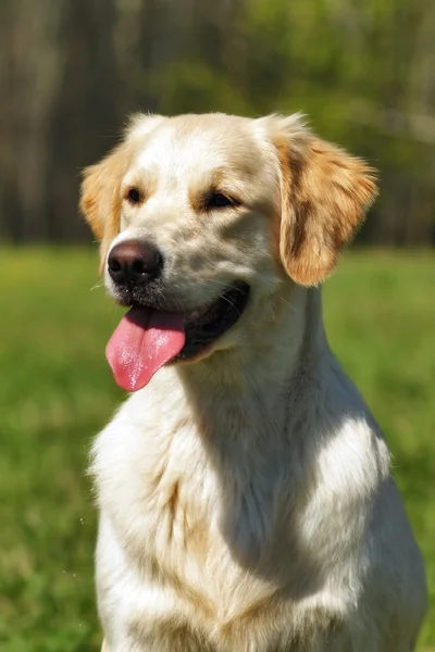 Lycklig hund Golden Retriever — Stockfoto
