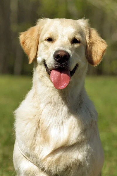 Happy dog Golden retrievers — Stock Photo, Image