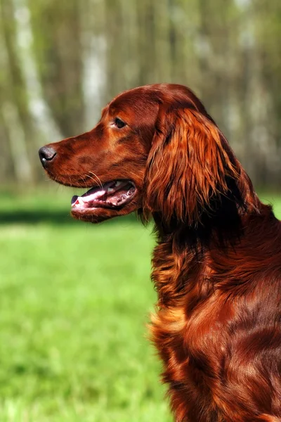 Beautiful dog Irish setter — Stock Photo, Image