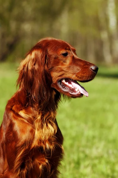 Beautiful dog Irish setter in summer — Stock Photo, Image