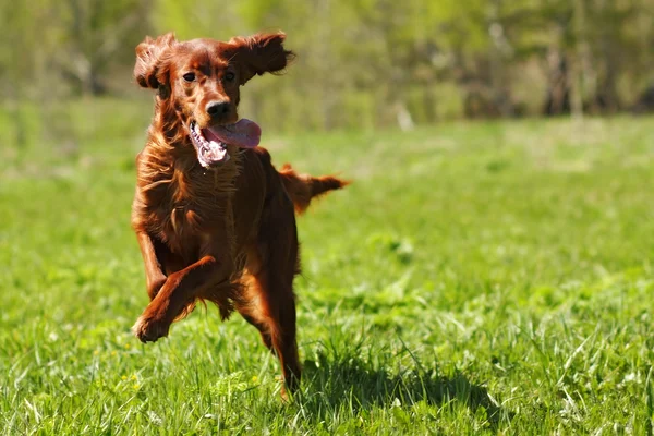 Suerte perro irlandés setter jugando — Foto de Stock