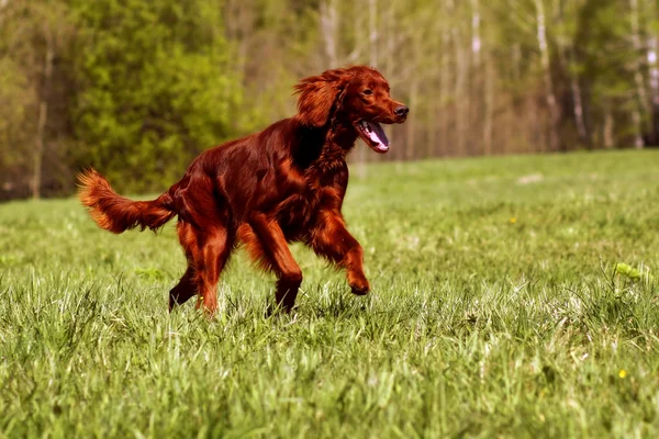 Chien heureux irlandais setter courir — Photo