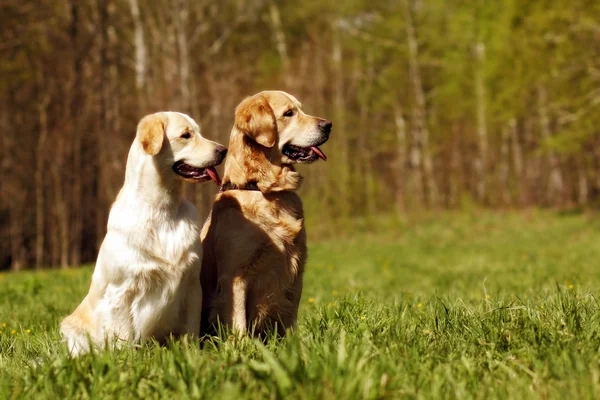 iki köpek Golden Retriever