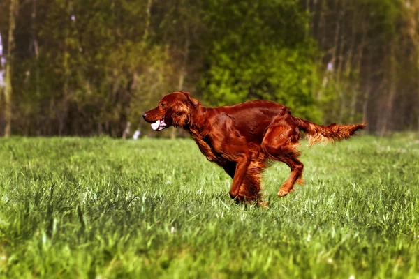 Hund Irländsk setter löpning — Stockfoto