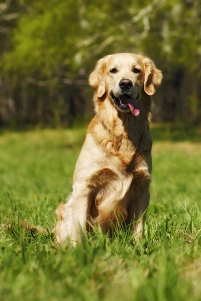 Happy dog Golden Retriever — Stock Photo, Image