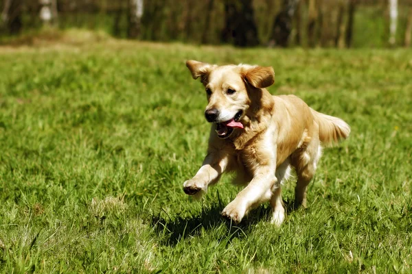 Joyeux chien Golden Retriever saute — Photo