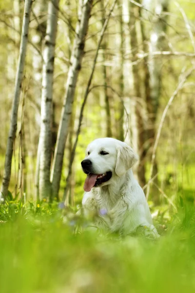 Chien heureux Golden Retriever — Photo