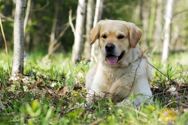 Lycklig hund Golden Retriever — Stockfoto