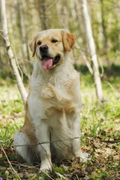 Happy dog Golden Retriever — Stock Photo, Image