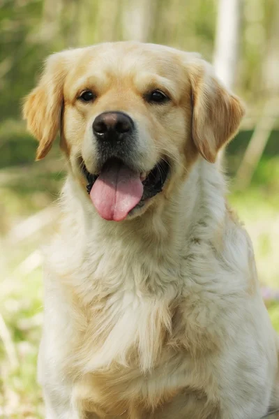 A purebred Golden Retriever dog — Stock Photo, Image