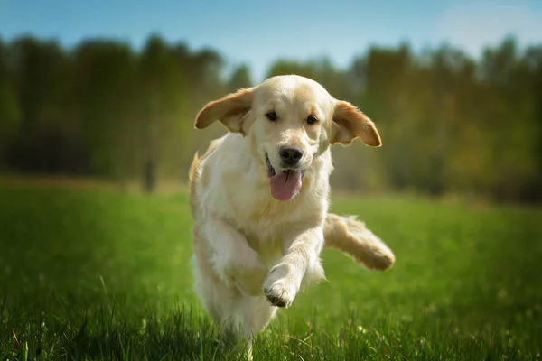 Νεαρός σκύλος χαρούμενος χρυσόs Retriever τρέχει — Φωτογραφία Αρχείου