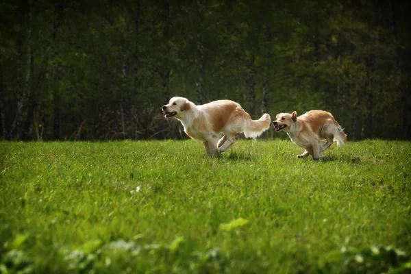 Dois cães Golden Retriever — Fotografia de Stock