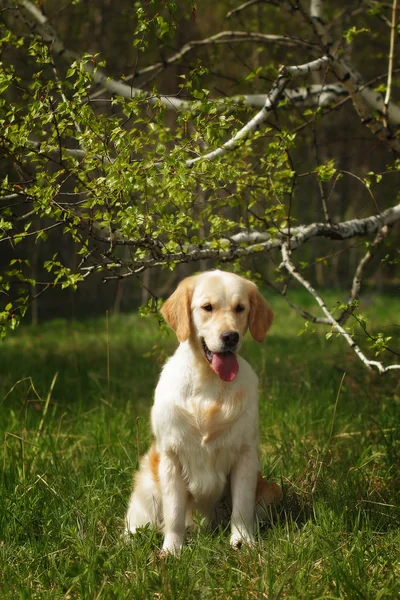 Cão Golden Retriever sentado — Fotografia de Stock