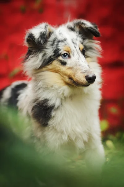 Perro raza sheltie tri-color —  Fotos de Stock