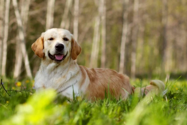 Lycklig hund Golden Retriever — Stockfoto