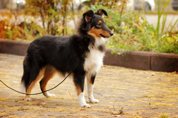 Tri-colore cane Sheltie — Foto Stock