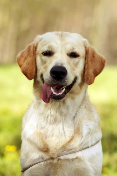 Mutlu köpek Golden Retriever — Stok fotoğraf