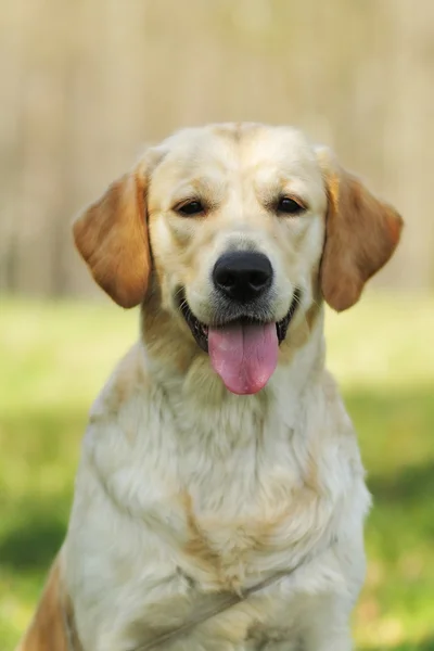 Lycklig hund Golden retrievers — Stockfoto