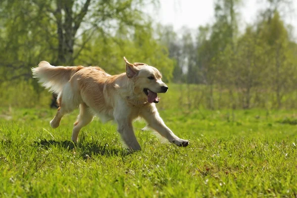 Feliz perro Golden Retriever salta — Foto de Stock