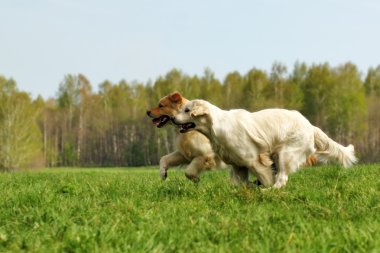 iki köpek Golden Retriever eğlence koşusu