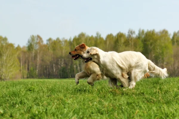 iki köpek Golden Retriever eğlence koşusu