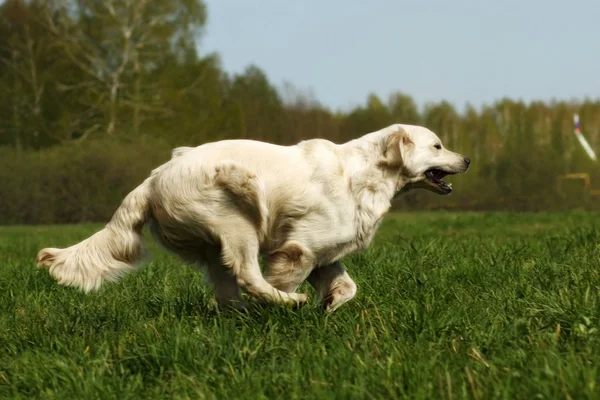 mutlu köpek Golden Retriever çalıştırır