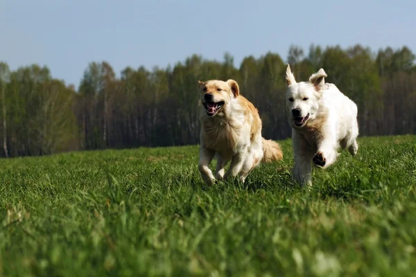 Dva psi zlatý retrívr fun běh — Stock fotografie