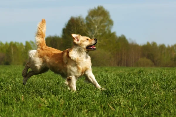 Feliz cão Golden Retriever salta — Fotografia de Stock