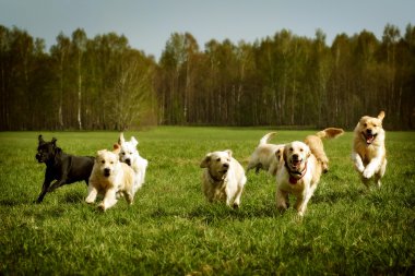large group of dogs Golden retrievers running  clipart
