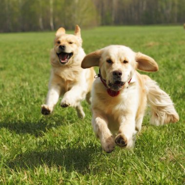 iki köpek Golden Retriever eğlence koşusu