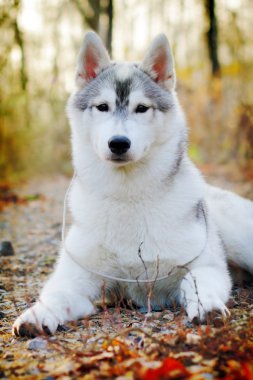 beautiful husky dog outdoors  clipart