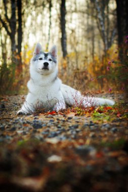 beautiful husky dog outdoors clipart