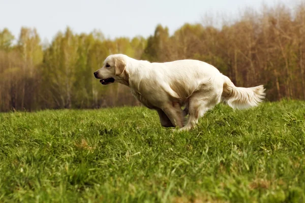 Cane Golden Retriever corre — Foto Stock