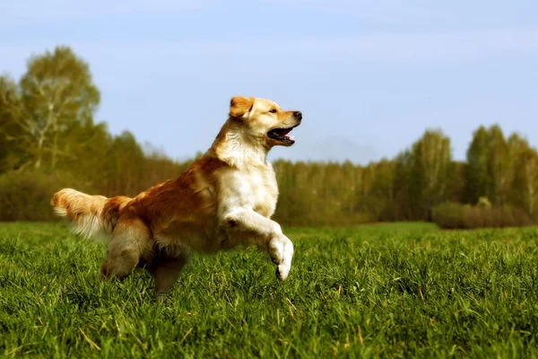 Feliz cão Golden Retriever salta — Fotografia de Stock