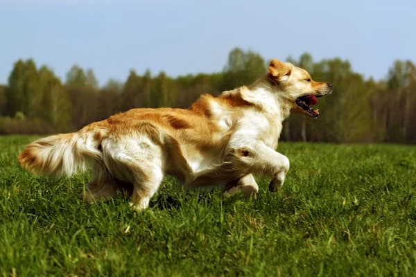 Szczęśliwy pies Golden Retriever działa — Zdjęcie stockowe