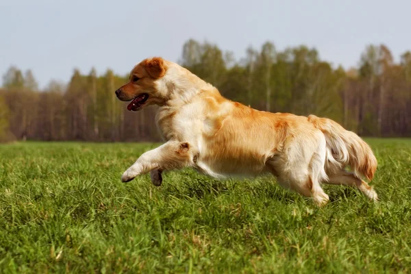 Feliz cão Golden Retriever salta — Fotografia de Stock