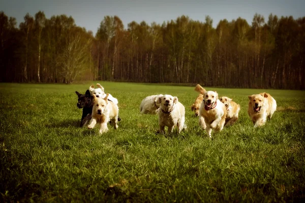 Grande grupo de cães Golden retrievers correndo — Fotografia de Stock