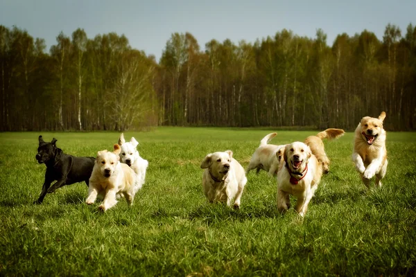 ... sekelompok besar anjing. Anjing Golden retriever berlari. — Stok Foto