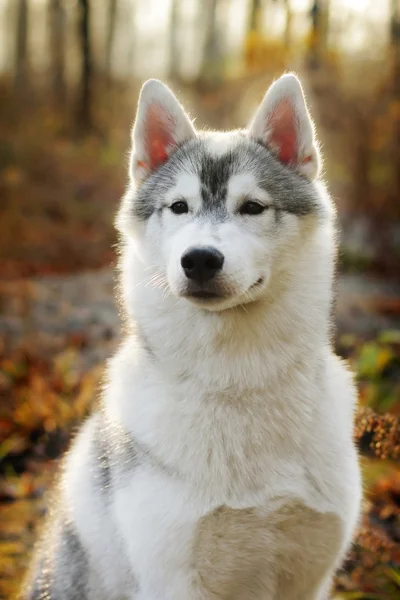Hermoso perro husky — Foto de Stock