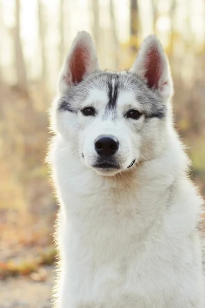 Beautiful husky dog outdoors — Stock Photo, Image