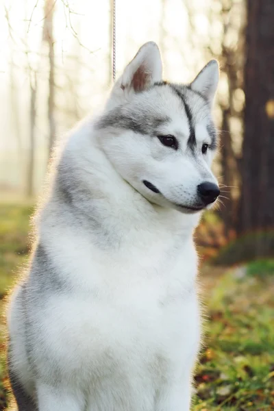 Гарна собака husky — стокове фото