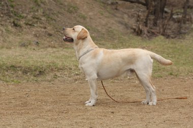 köpek Labrador Retriever ayakta gösteri pozisyonda