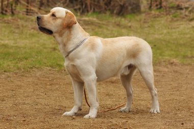 köpek Labrador Retriever başını dik duruyor